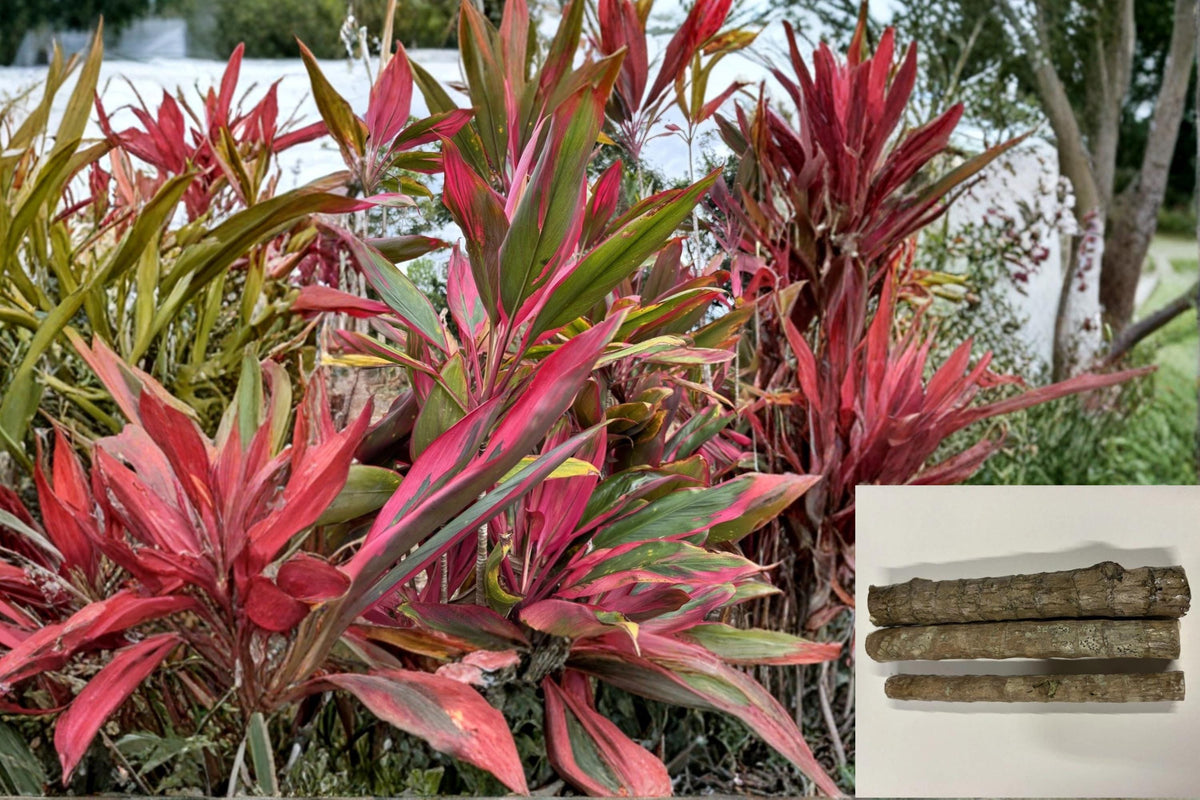 Hawaiian Hybrid Ti Leaf Cuttings | Cordyline fruticosa | Vibrant Green Pink Red Foliage Plant