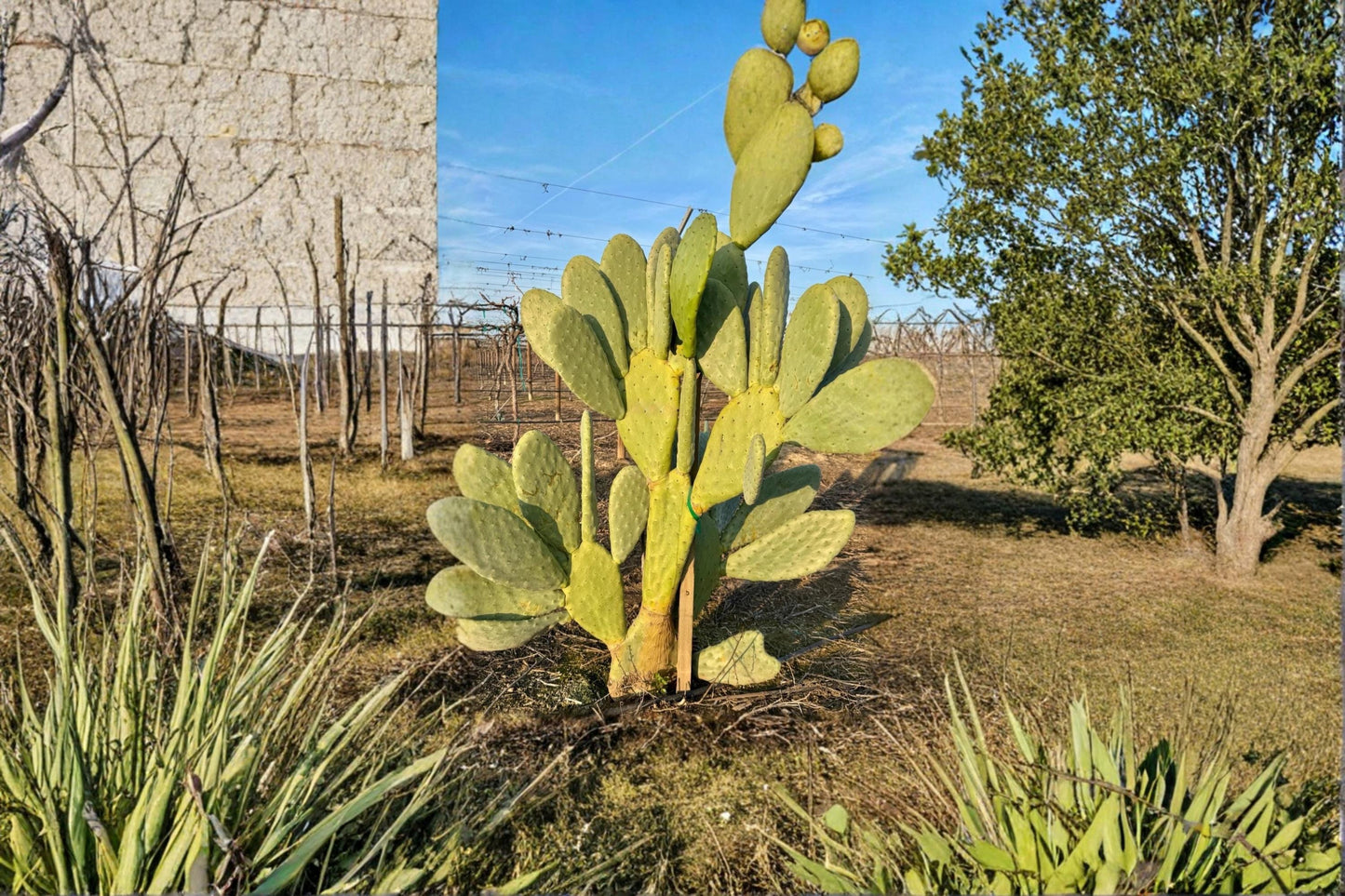 Unrooted Nopal Cactus Cuttings – Opuntia spp. Prickly Pear Desert Plant for Xeriscape Gardens