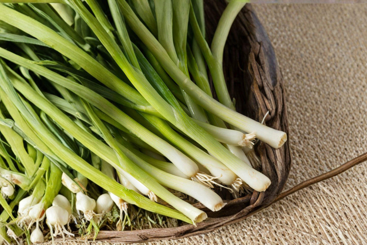 Evergreen Bunching Onion Seeds – Heirloom Vegetable for Garden Beds & Containers – Allium fistulosum