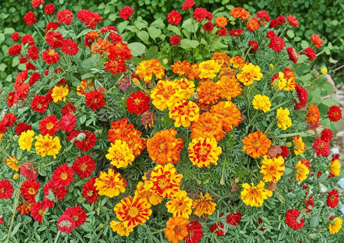 French Marigold Seeds – Sparky Mixture Double Blooms for Summer Borders & Containers – Tagetes patula
