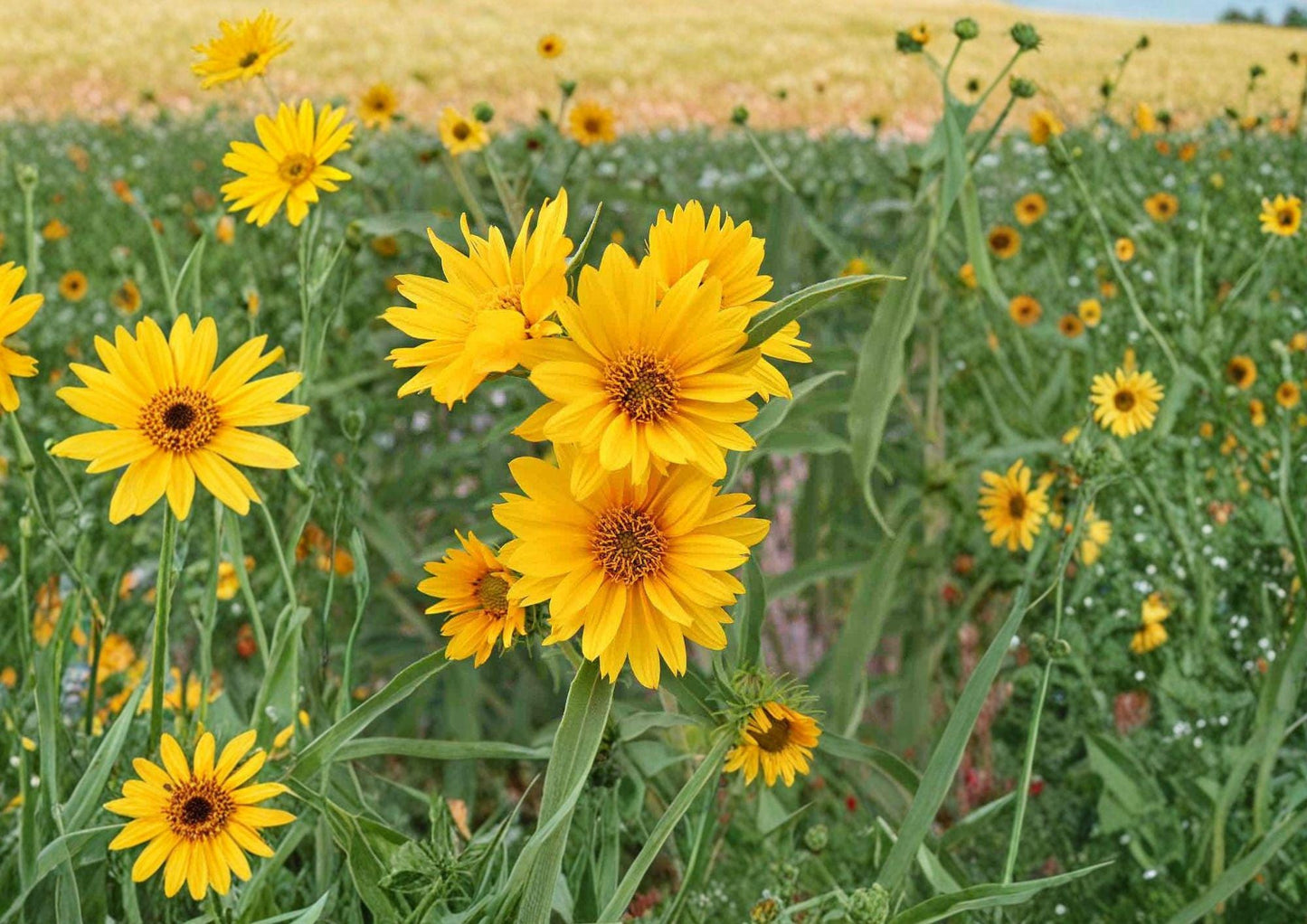 Helianthus maximiliani Seeds – Tall Native Sunflower for Prairie Gardens, Bright Yellow Blooms, Pollinator & Wildlife Friendly