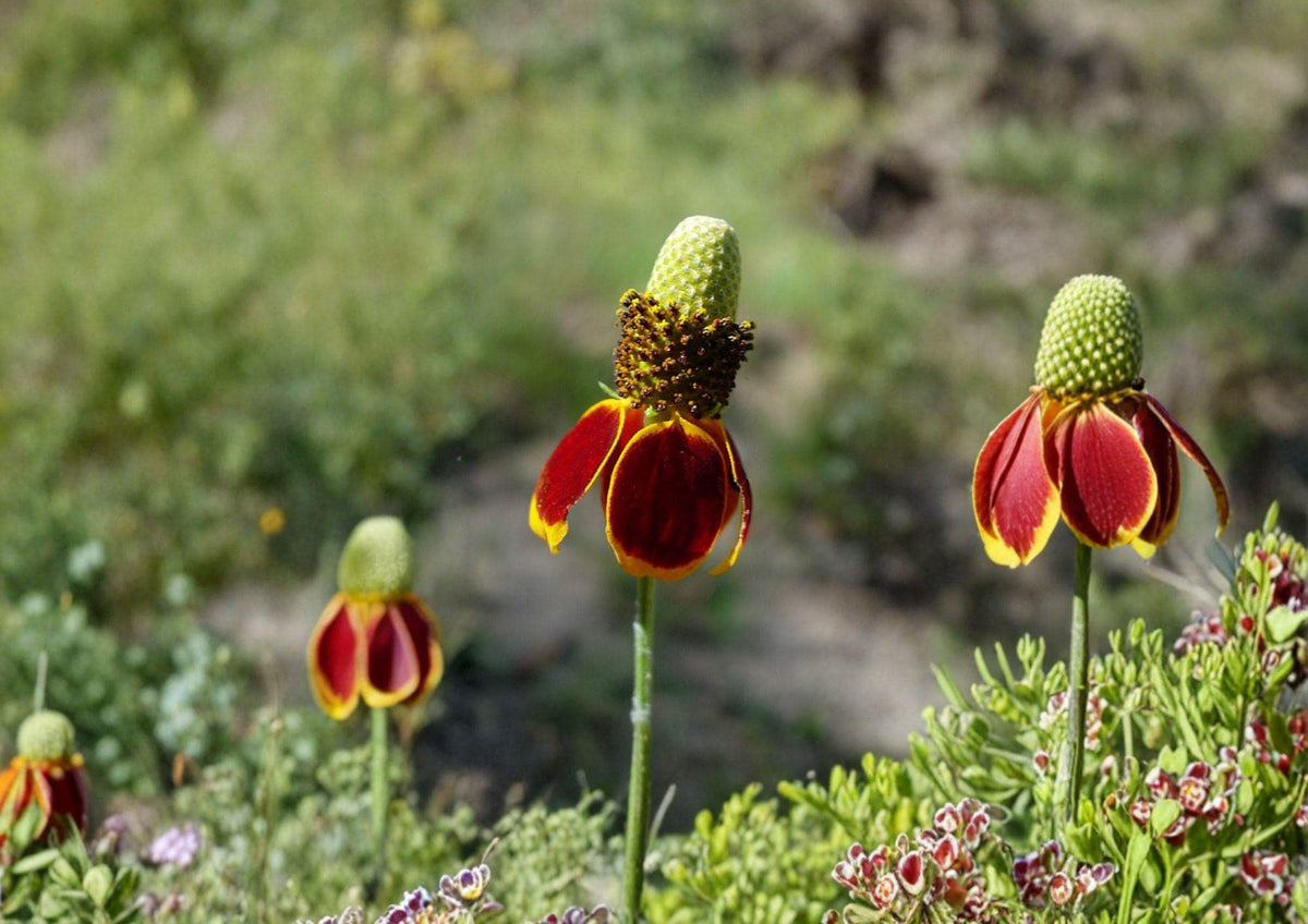 Prairie Coneflower Seeds – 100 Native Wildflower Seeds for Meadow Garden – Ratibida columnifera, Yellow Red, Pollinator Friendly