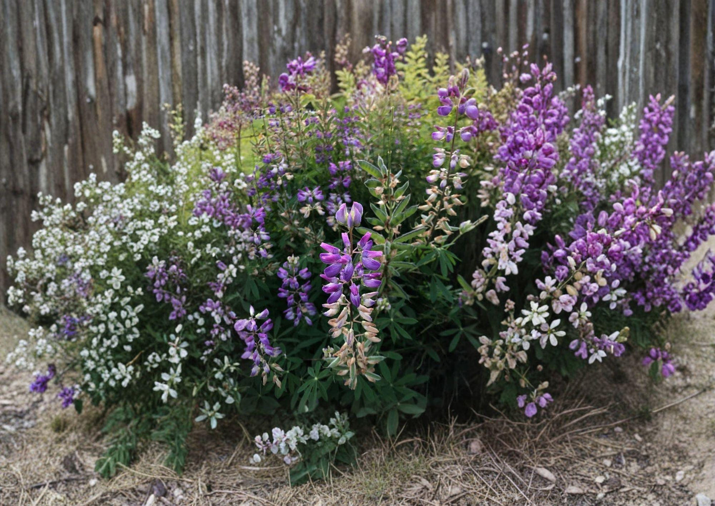 Riverbank Lupine Seeds – Native Purple Blue Perennial Flower Seeds for Gardens, Meadow & Native Plantings (Lupinus rivularis)