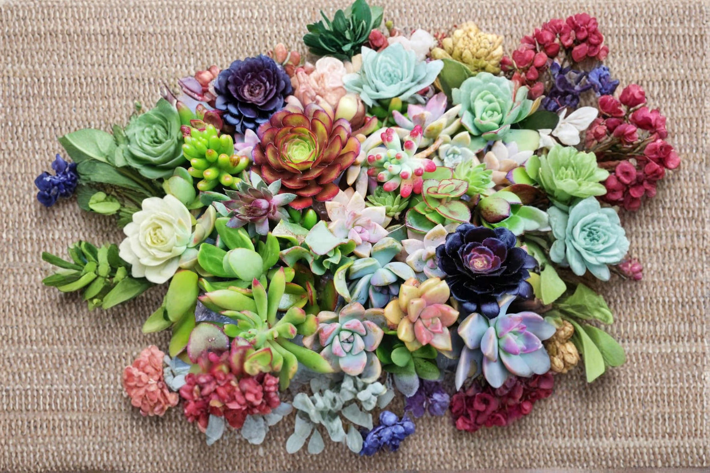 Assorted Succulent Cuttings Collection – 18 Varieties, Unrooted, Drought-Tolerant, Indoor & Container Plants