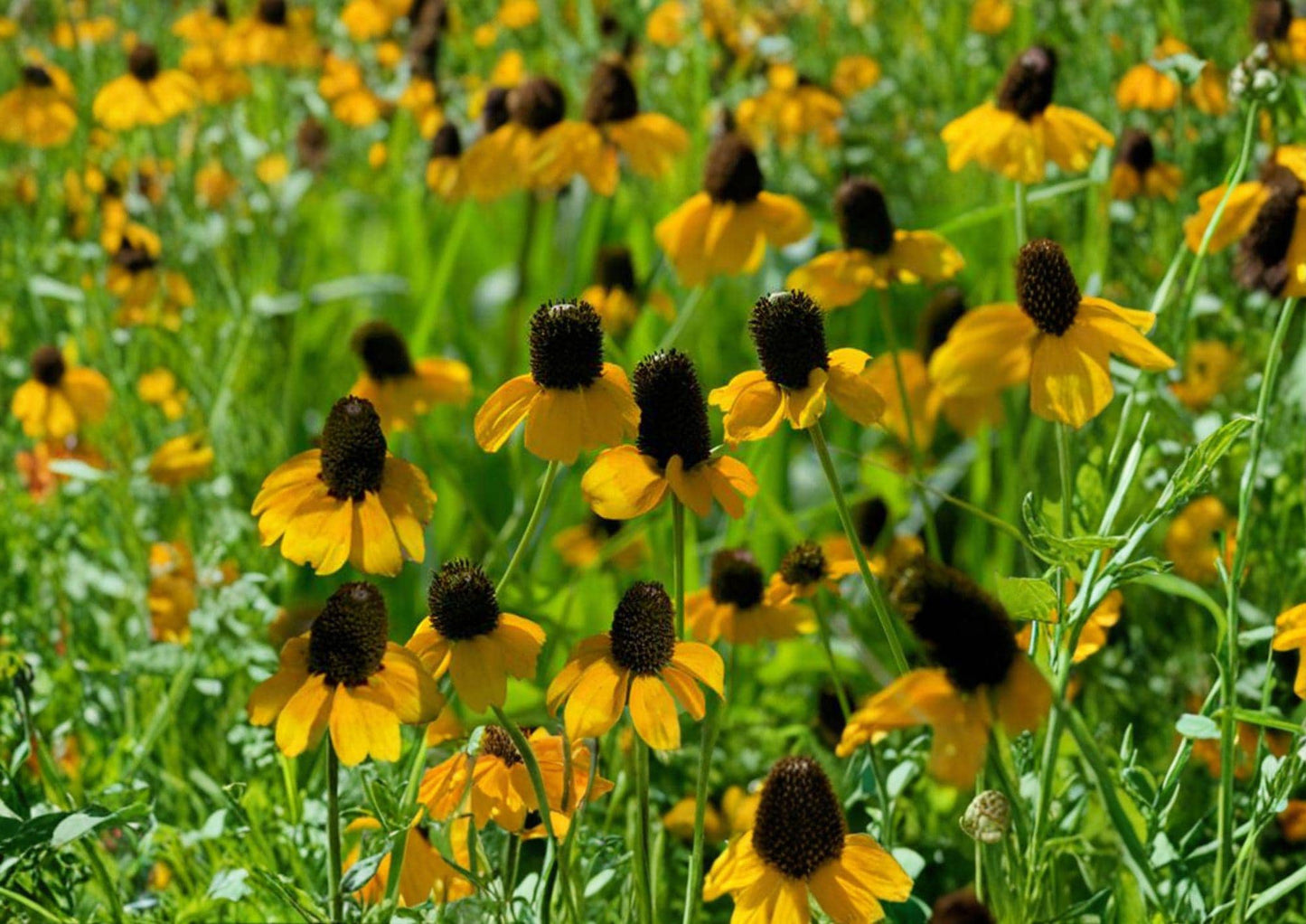 Clasping Coneflower Seeds – Rudbeckia amplexicaulis Native Wildflower for Meadow Gardens, Bright Yellow Blooms, Pollinator Friendly