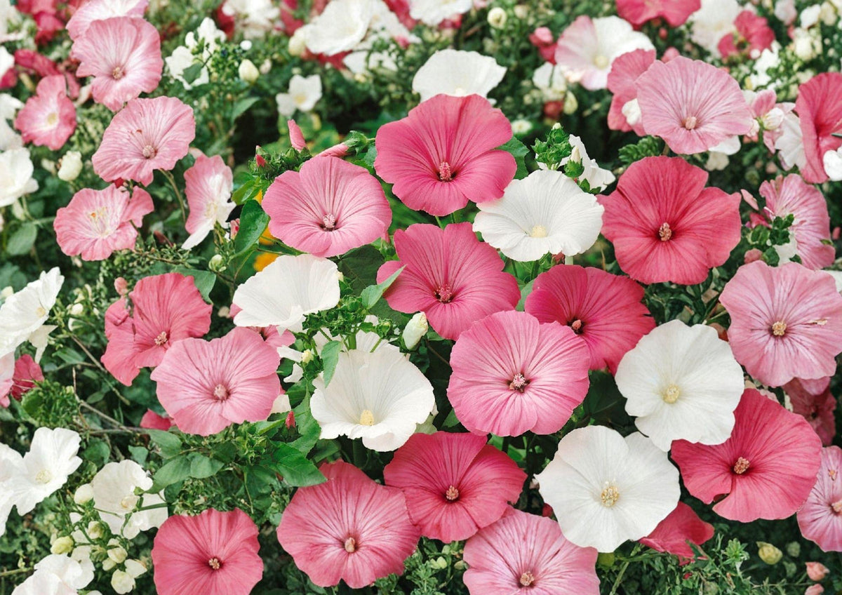 Dwarf Rose Mallow Seeds – Mixed Color Annual Flower Seeds for Summer Garden – Lavatera trimestris Compact Blooming Plant