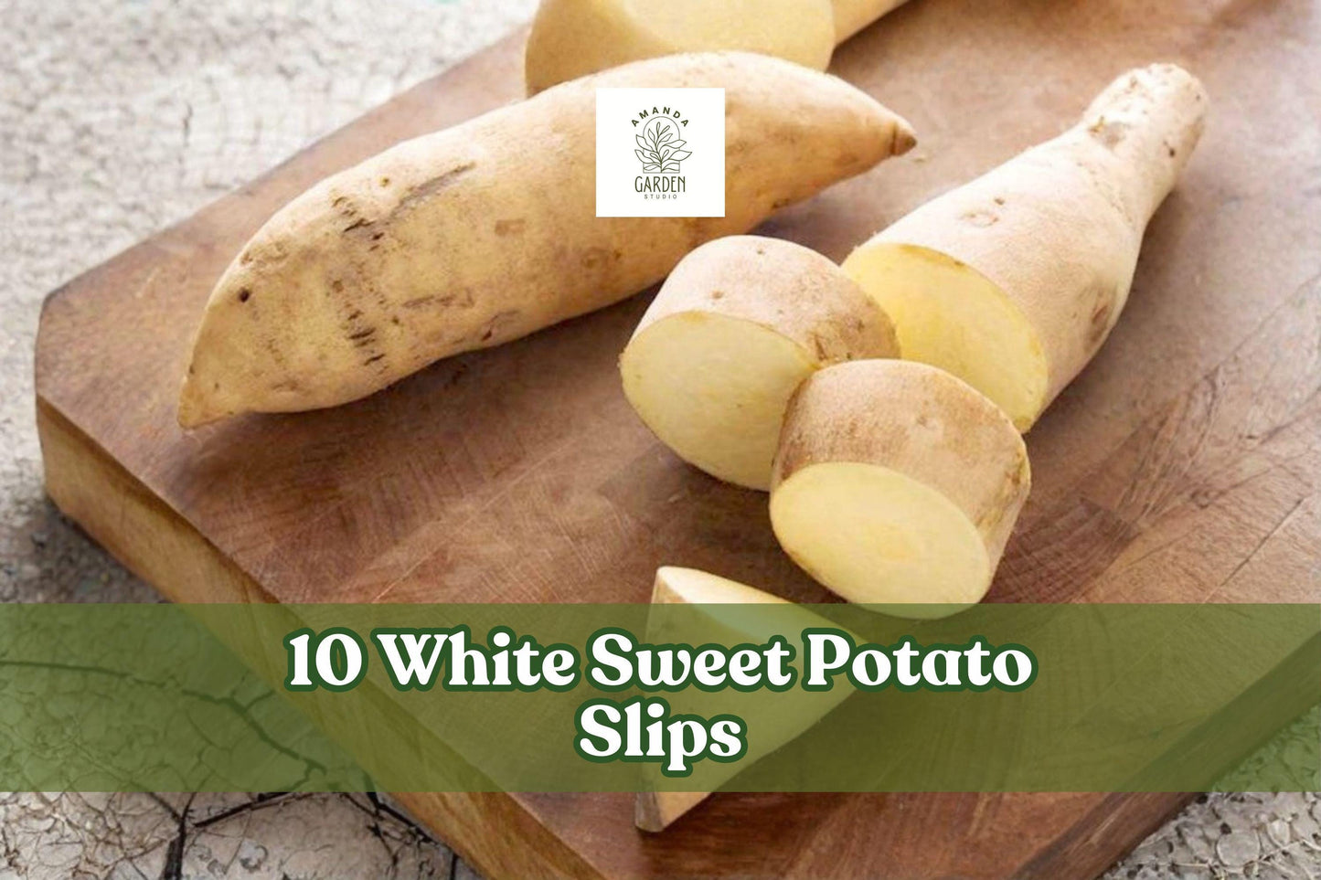White Sweet Potato Slips – Cream Flesh Variety, Ipomoea batatas, 10 Live Plants for Outdoor Garden, Full Sun, Well-Draining Soil