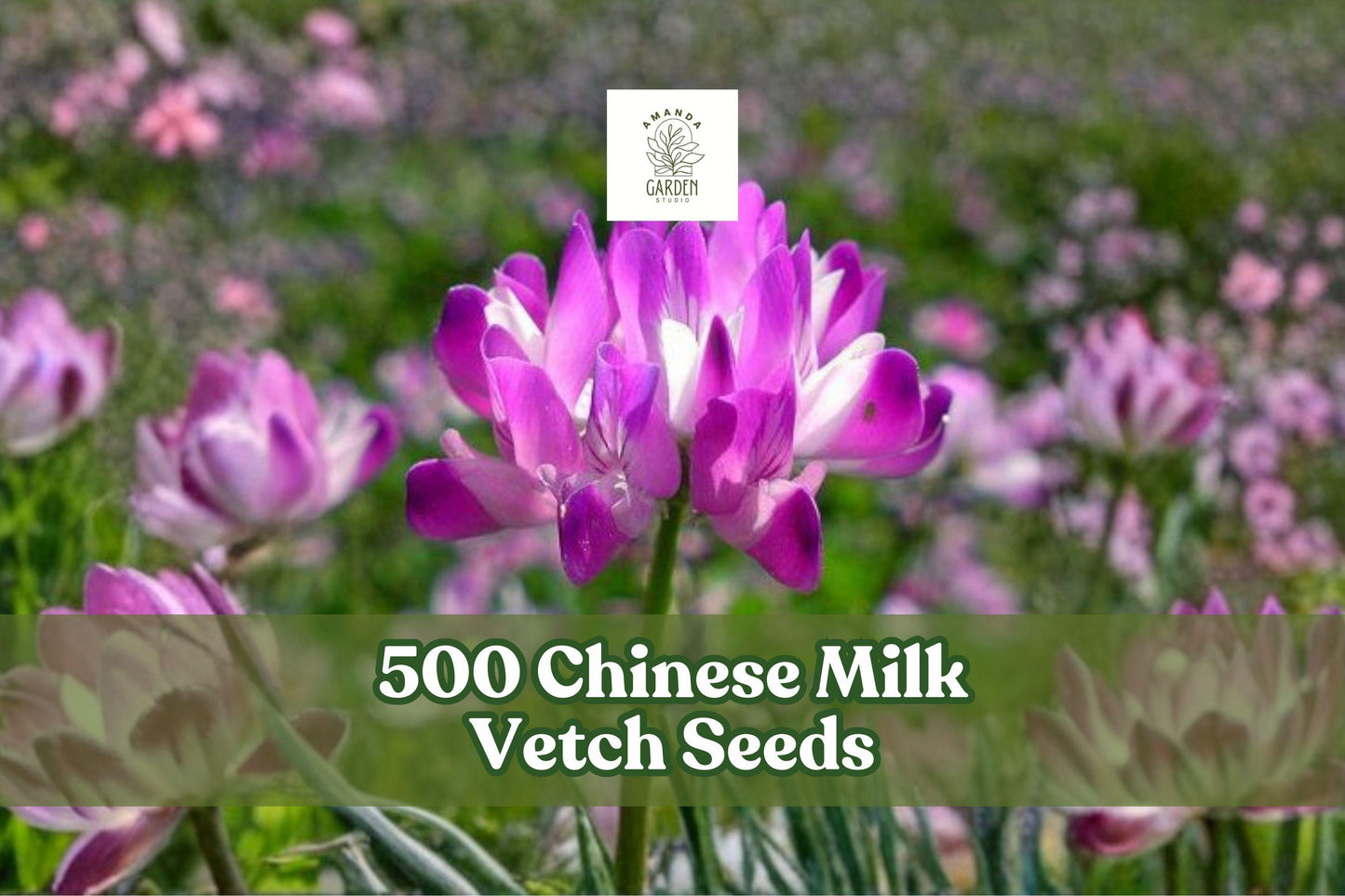 500 Chinese Milk Vetch Seeds – Astragalus sinicus Cover Crop, Pink to Purple Flowers, Annual Legume for Garden & Field Planting