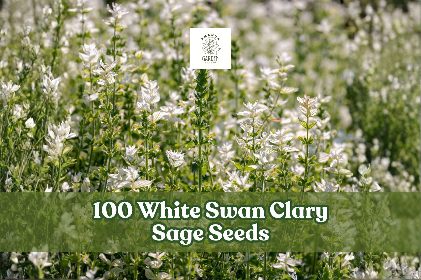 White Swan Clary Sage Seeds – Salvia sclarea, White Flowers, Ornamental, Pollinator-Friendly, Full Sun, Well-Draining Soil, 100 Seeds