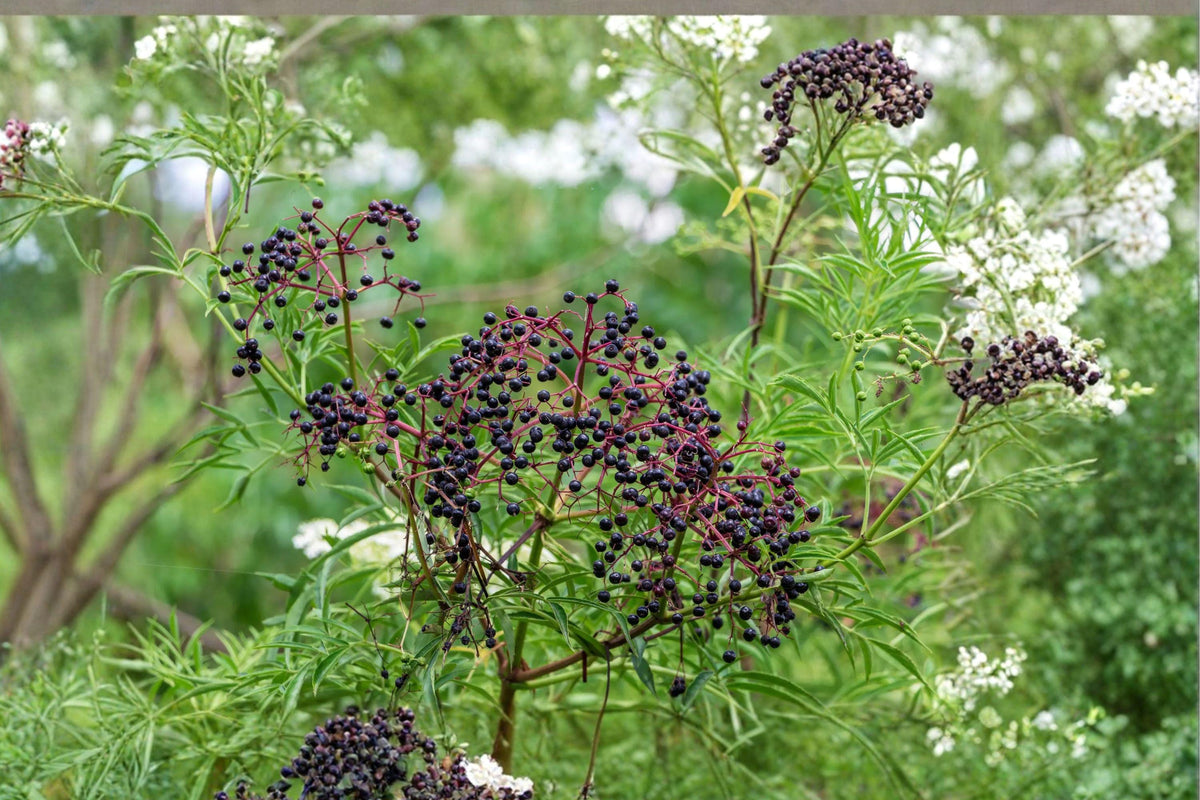 American Black Elderberry Seeds 50ct – Hardy Sambucus canadensis Shrub for Gardens, Edible Berries & Wildlife Attractant