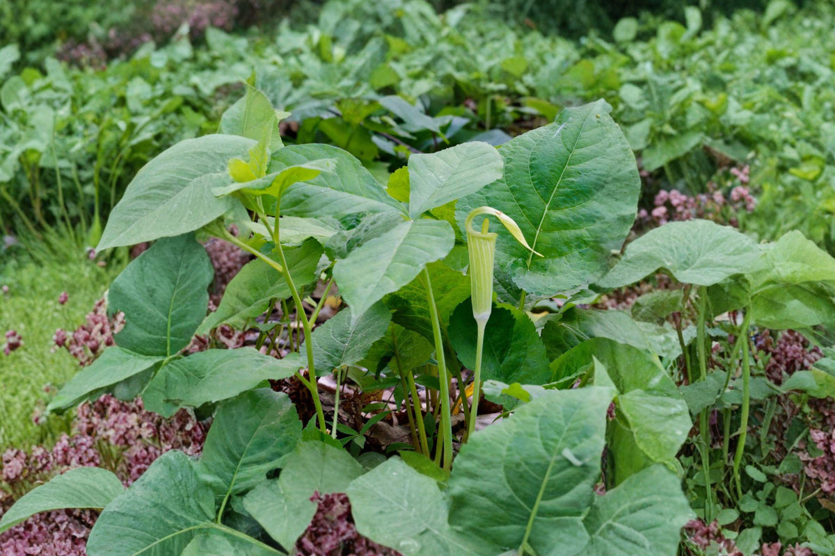 Arisaema triphyllum Jack in the Pulpit Seeds – Native Woodland Perennial for Shade Gardens, 5 Seeds