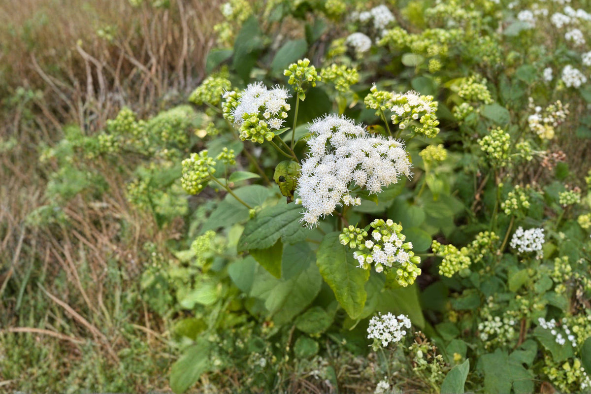 Ageratina altissima White Snakeroot Seeds – Native Shade Wildflower for Woodland Gardens & Pollinator Habitats