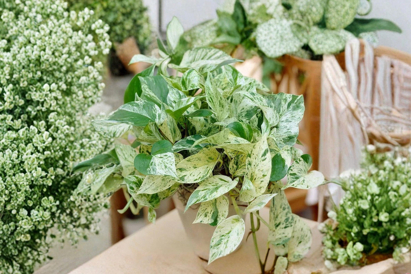 Pothos Ivy Combo Unrooted Cuttings – Marble Queen, Brazil, N'Joy Epipremnum aureum Indoor Tropical Vine