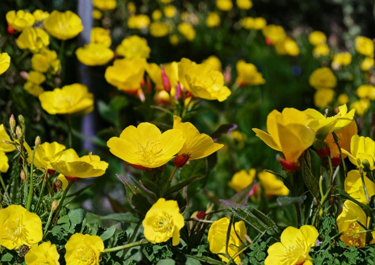 Evening Primrose Seeds – 200 Bright Yellow Night Blooming Flowers – Oenothera Lamarckiana Wildflower, Pollinator Friendly, Dusk Blooms