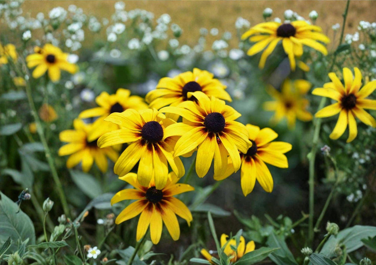 Black Eyed Susan Seeds – 400 Native Wildflower Seeds for Meadow & Garden, Rudbeckia hirta, Bright Yellow, Pollinator & Drought Tolerant