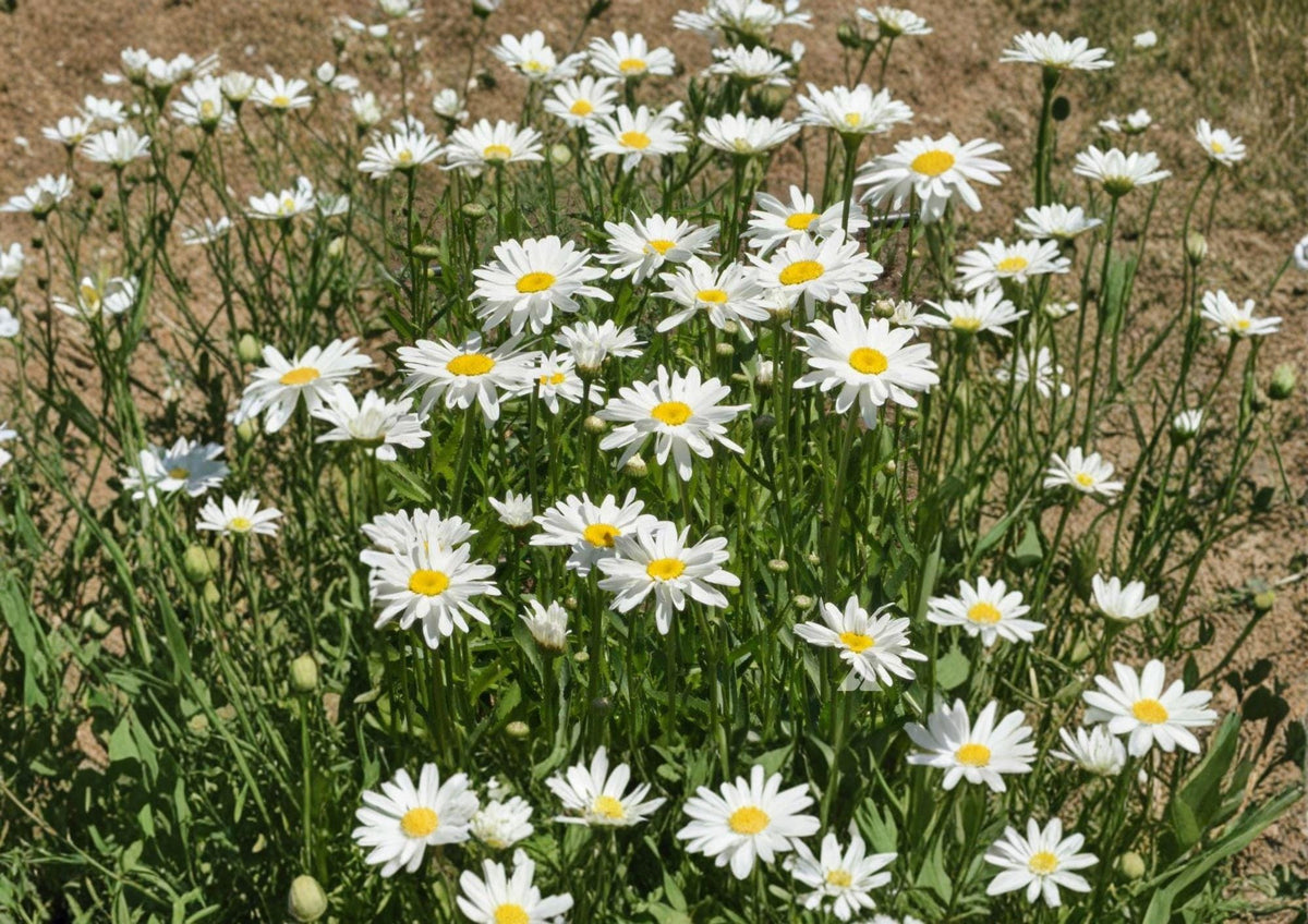 Shasta Daisy Flower Seeds – Perennial White Blooms for Garden Borders & Pollinator Gardens (100 Seeds) Chrysanthemum maximum