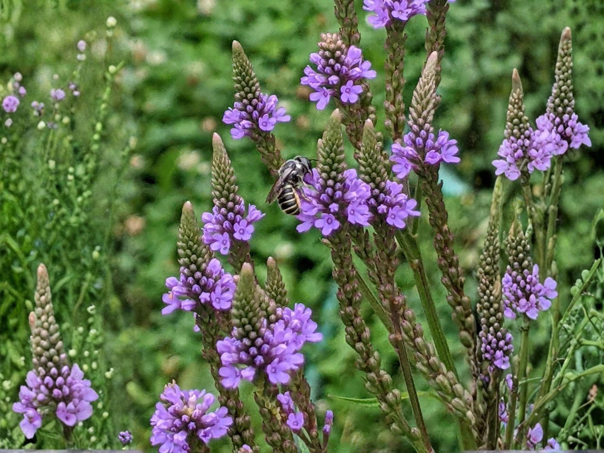 Blue Vervain Seeds – Heirloom Non-GMO Native Wildflower for Pollinator Gardens – Verbena hastata, Violet-Blue Flowers