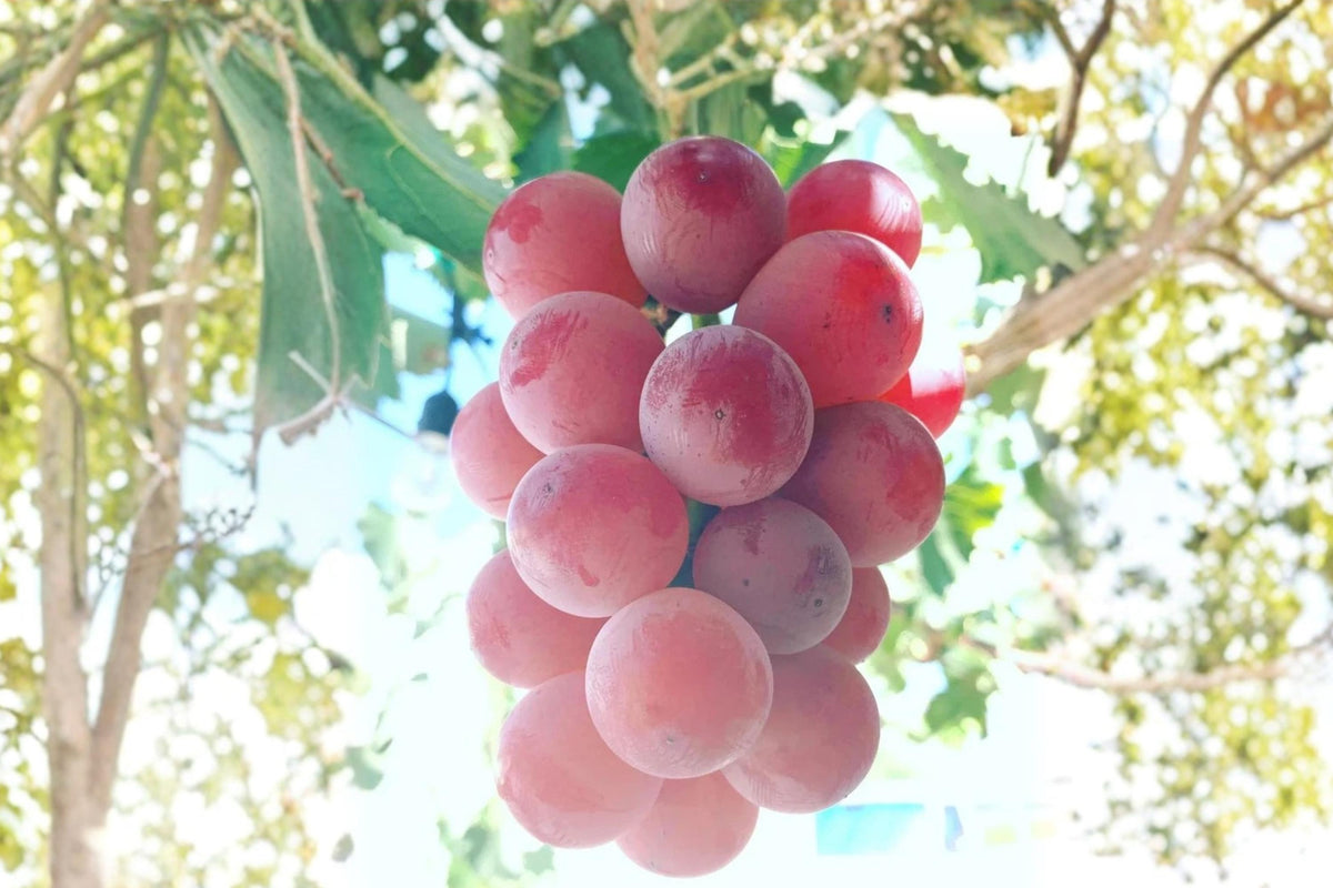 Live Grape Vine - Shinano Smile Grape (Vitis vinifera) | Fruit Vine for Garden & Vineyard