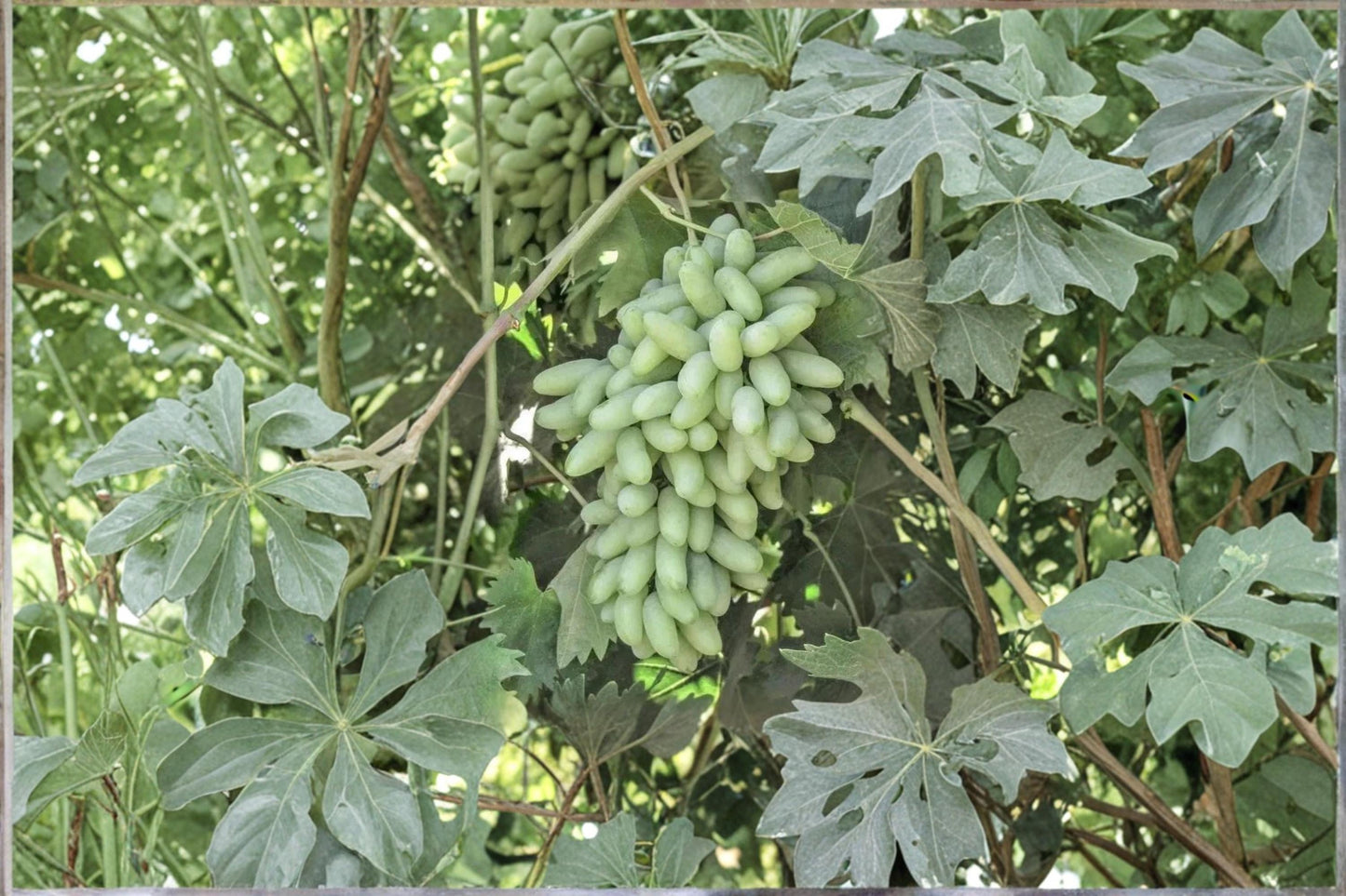 Golden Finger Grape Cuttings - Vitis vinifera, Fruiting Vine, Yellow-Gold Grapes, Climbing Vine, Unrooted 6-8 inches