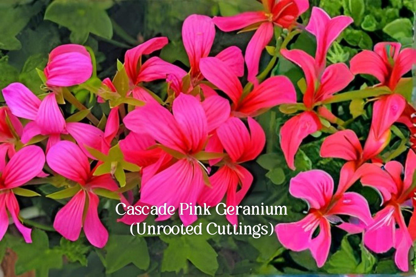 Cascade Pink Ivy Geranium Cuttings | Trailing Pelargonium peltatum ‘Cascade Pink’ | 3 Live Unrooted Plants