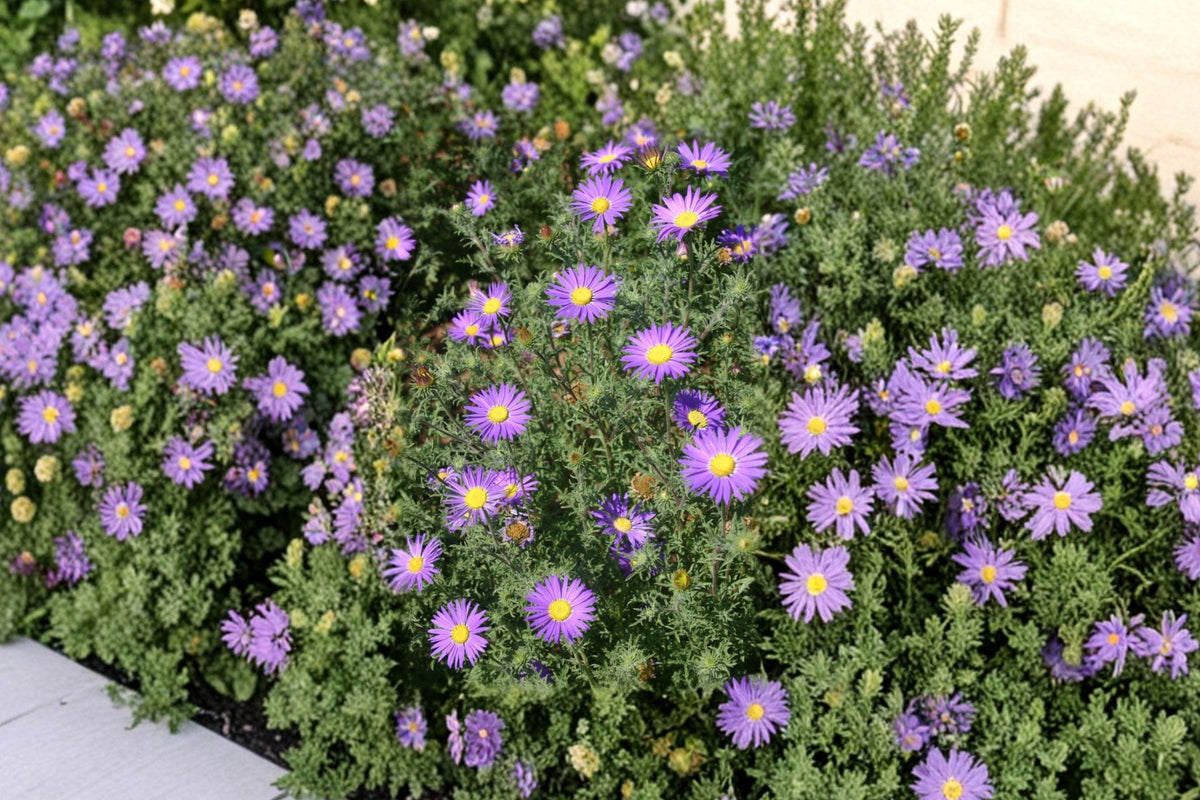 Tahoka Daisy Seeds, Machaeranthera tanacetifolia, Non-GMO, Pollinator Wildflower Seeds for Native Prairie Gardens