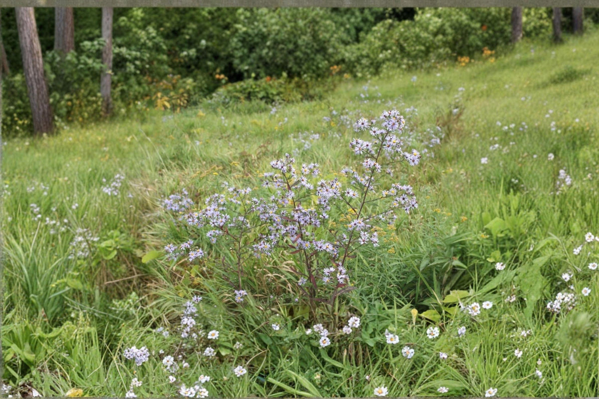 Swamp Aster Seeds 100 Pack | Native Perennial with Bright Purple Blooms | Symphyotrichum puniceum for Wetlands & Rain Gardens