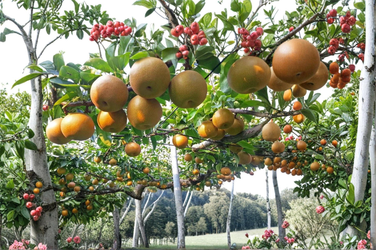 Kosui Pear Unrooted Cutting - Asian Pyrus pyrifolia Fruit Tree for Garden or Orchard