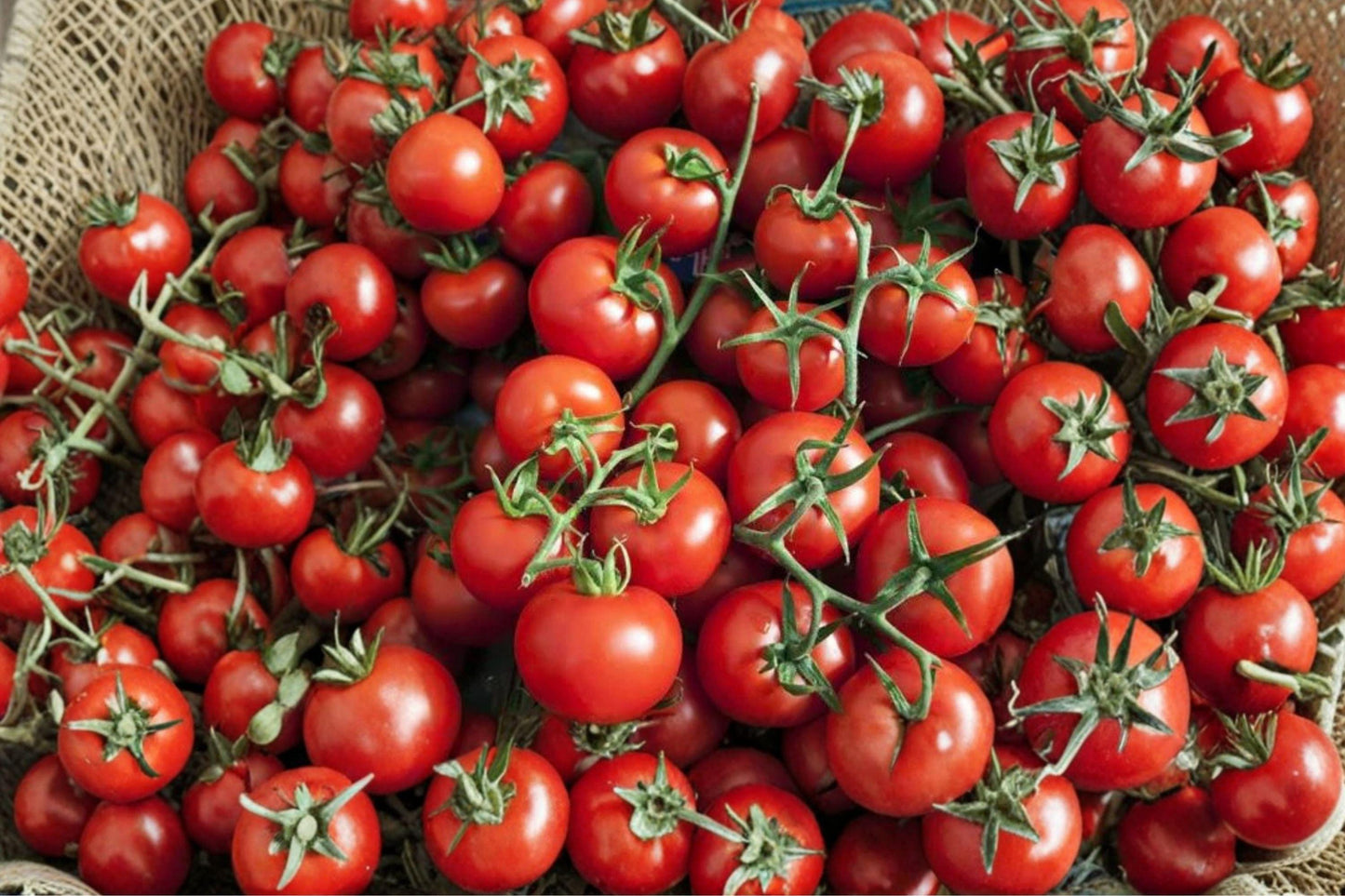 Heirloom Small Sweet Cherry Tomato Seeds – Non-GMO Vegetable Garden Plant for Containers & Raised Beds
