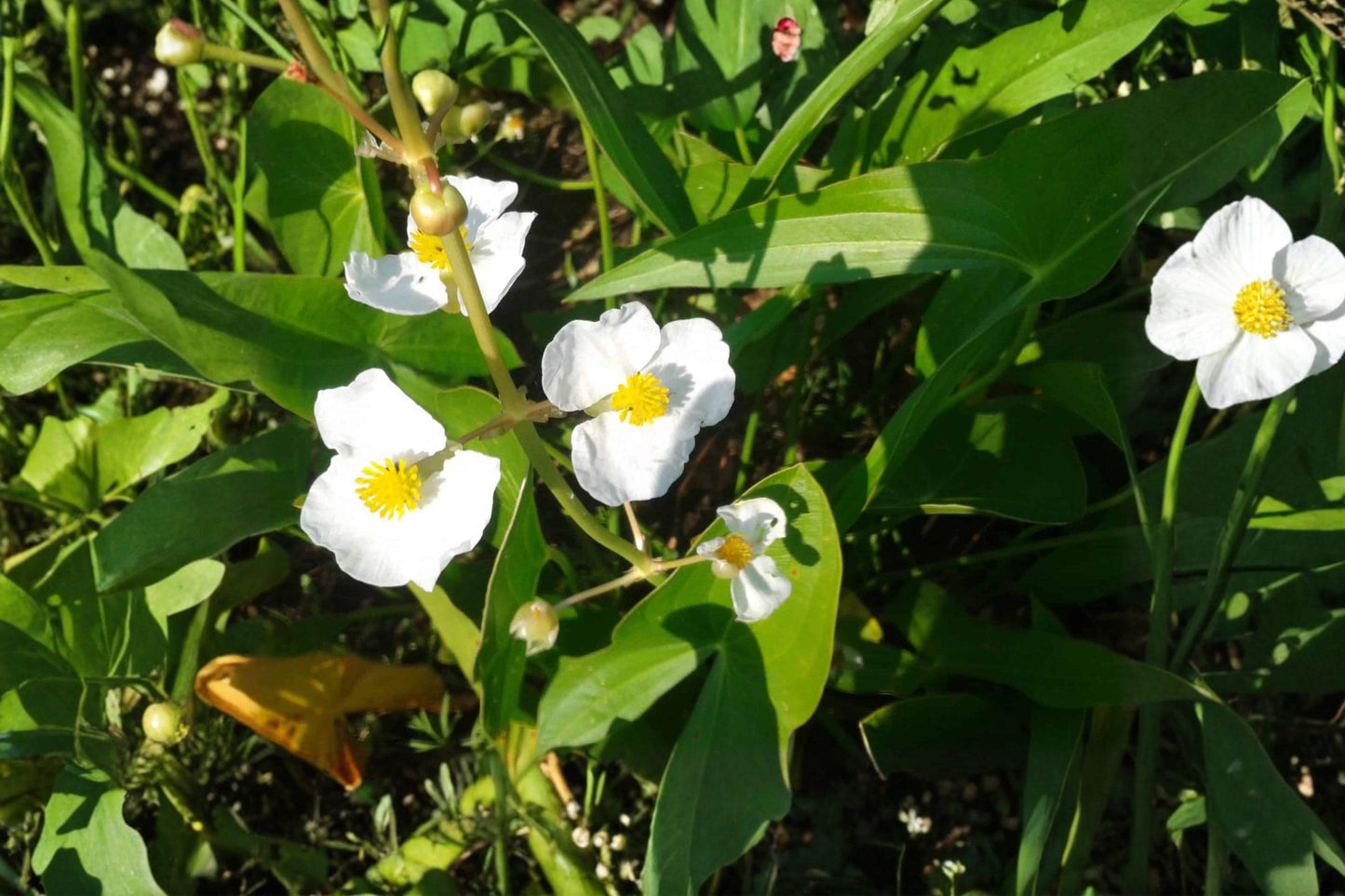 Common Arrowhead Seeds (Sagittaria latifolia) – Native Water Plant for Ponds, Wetlands & Rain Gardens, White Blooms, Easy to Grow