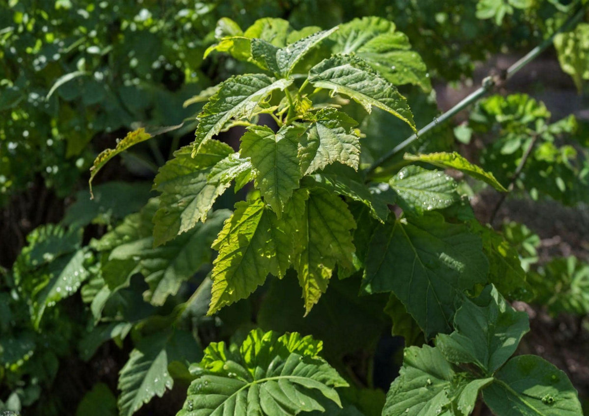 Green Barked Maple Tree Seeds – Acer grosseri, Striped Bark Ornamental, Autumn Foliage, Landscape Tree, Deciduous Maple Seeds
