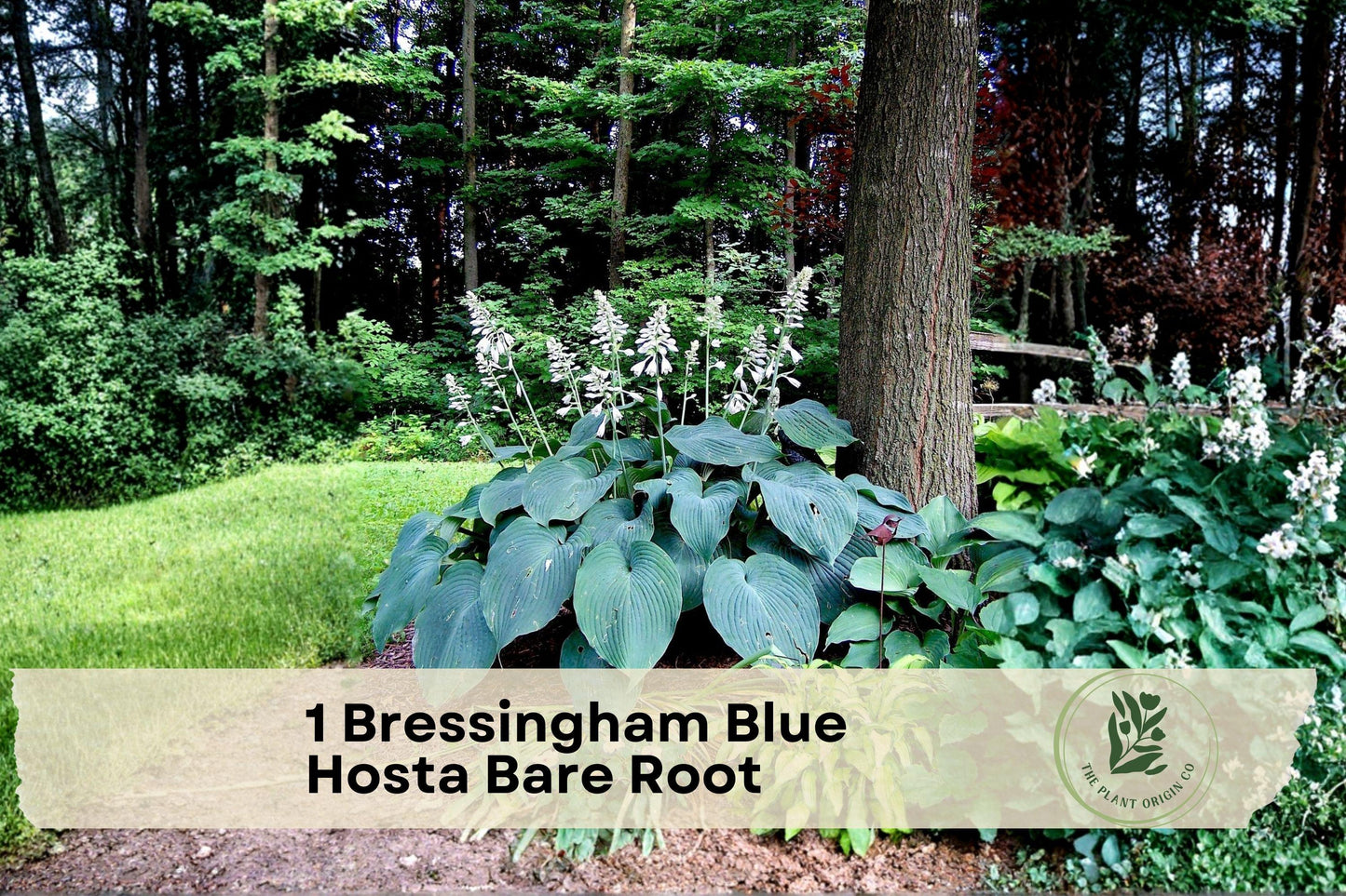 Bressingham Blue Hosta Bare Root – Blue-Gray Foliage, Lavender Flowers, Shade Garden Perennial, Herbaceous Plant