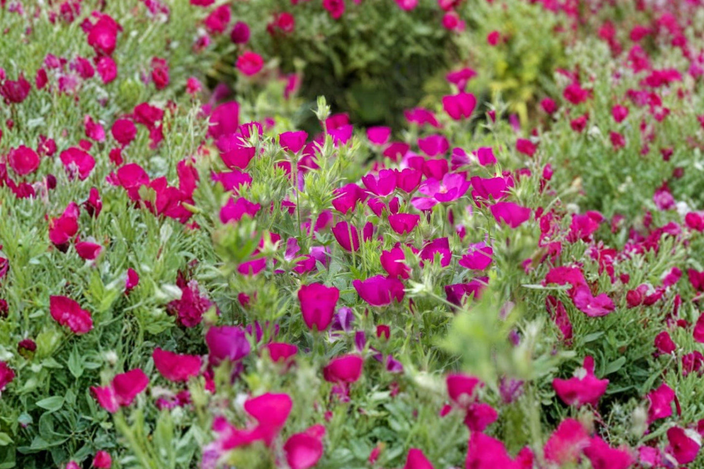 Purple Poppy Mallow Seeds – Drought Tolerant Groundcover for Rock Gardens, Callirhoe involucrata, Native Perennial, Magenta Flowers