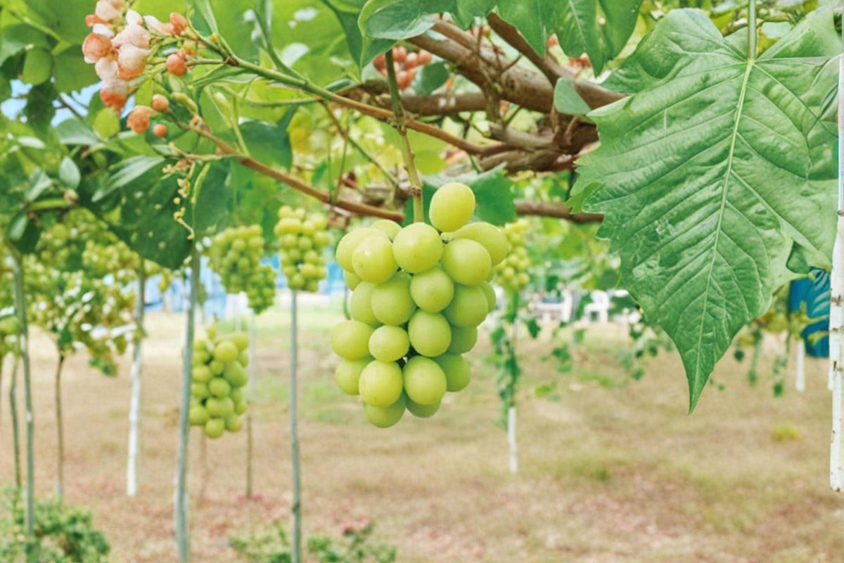 Live Shine Muscat Grape Vine Plant | 2-3 FT | Vitis vinifera Fruitful Climbing Vine for Garden or Vineyard