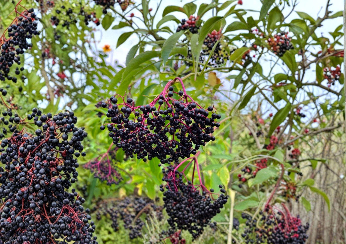 American Black Elderberry Tree Seeds – Hardy Fruit Bearing Shrub with White Flowers & Dark Berries, Sambucus canadensis
