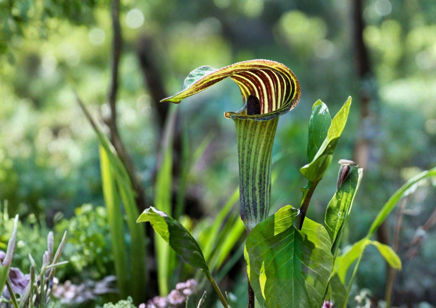 Arisaema triphyllum Seeds – Jack-in-the-Pulpit Woodland Perennial Flower, Native Shade Plant, Rare Forest Garden Seed
