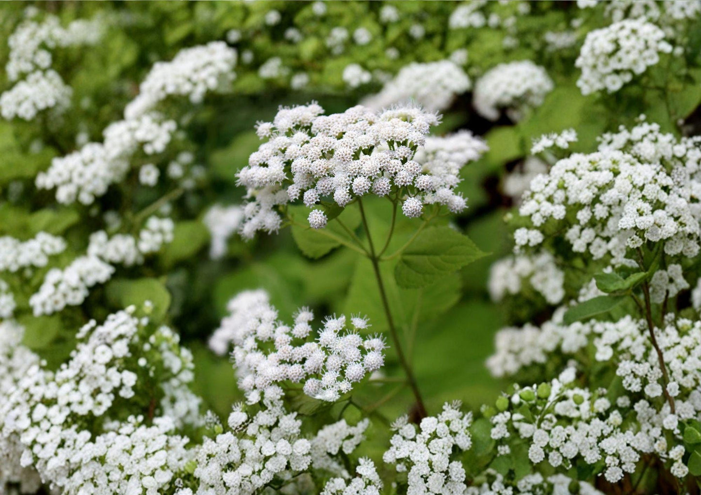 White Snakeroot Seeds – Hardy Shade Perennial Wildflower for Woodland Gardens – Ageratina altissima, Native North American Plant