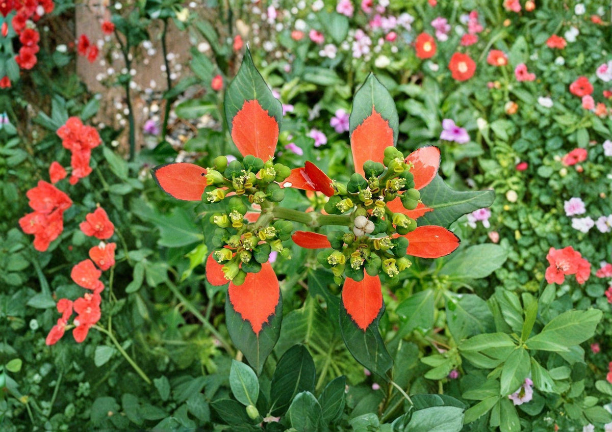 Euphorbia Cyathophora Seeds – Fire-on-the-Mountain Wildflower, Vibrant Red Foliage, Annual Flower Seeds for Garden Beds & Borders