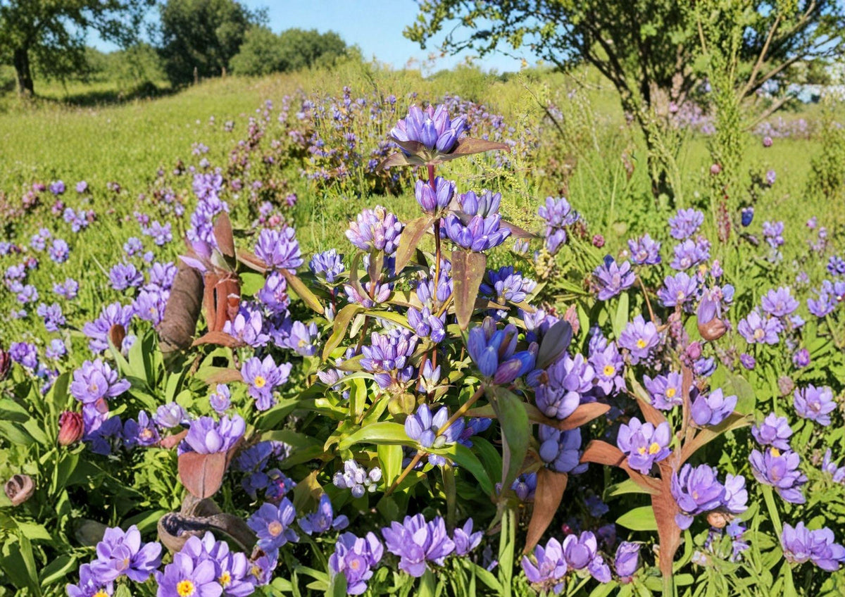 Bottle Gentian Seeds – Deep Blue Flowers, Woodland Garden Perennial, Gentiana andrewsii, Native Pollinator Plant