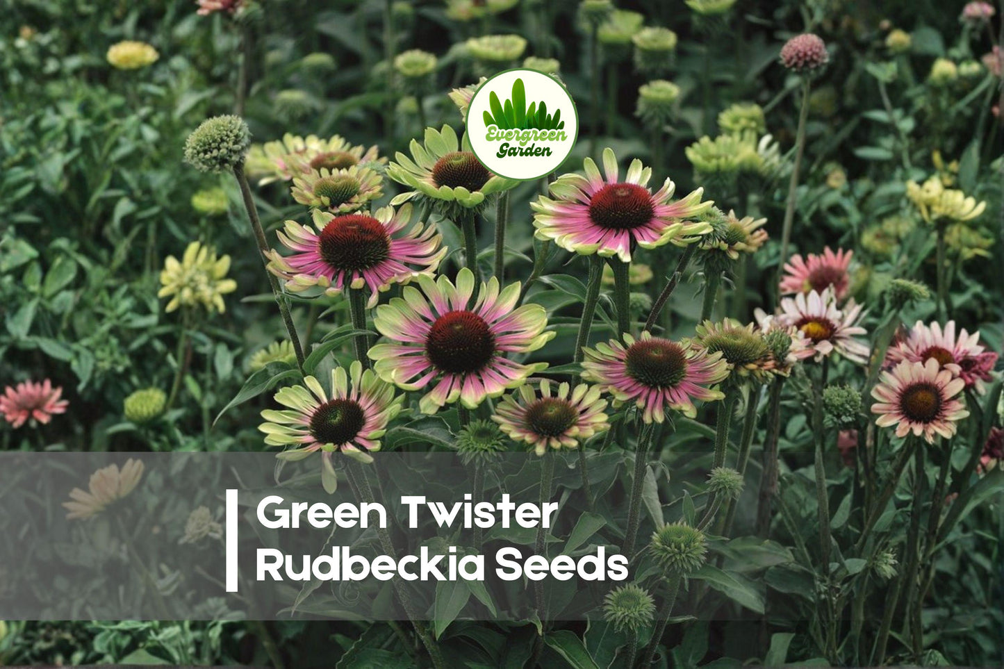 Green Twister Rudbeckia Seeds - Rare Green and Pink Bicolor Perennial for Borders, Pollinator Gardens, and Cut Flowers