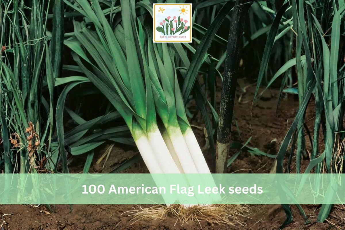 American Flag Leek Seeds 100pcs – Heirloom Allium porrum Vegetable for Garden Planting