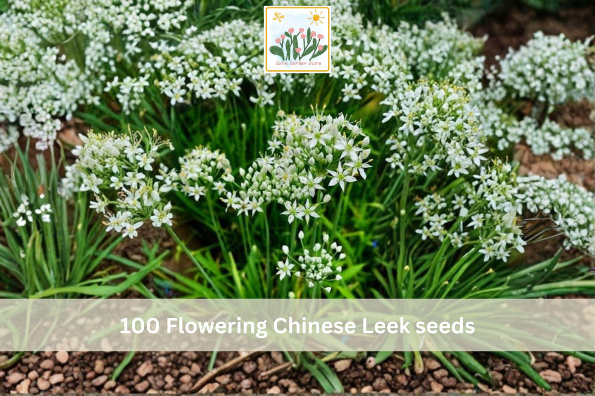 Flowering Chinese Leek Seeds 100pcs Allium tuberosum Garlic Chives Perennial Vegetable for Garden & Container Planting