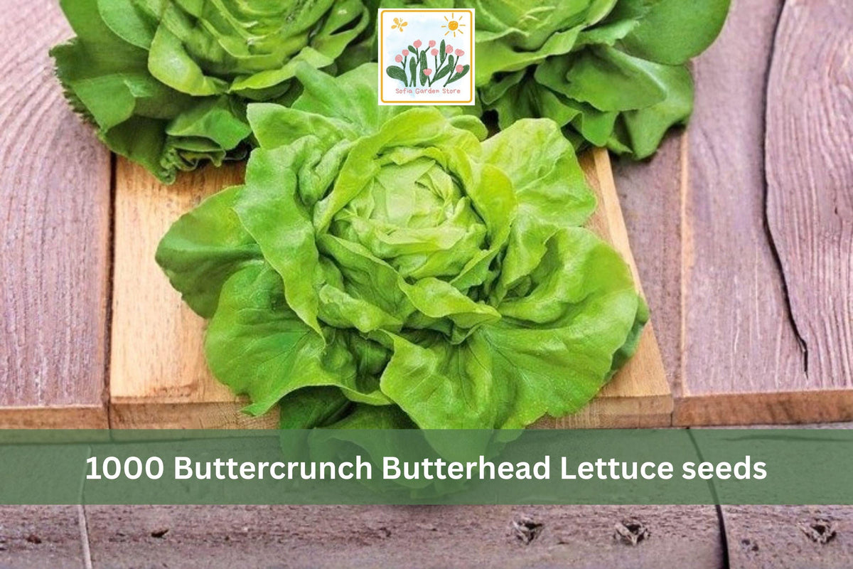 Buttercrunch Butterhead Lettuce Seeds 1000pcs – Heirloom Vegetable for Garden, Container & Raised Bed Planting, Lactuca sativa