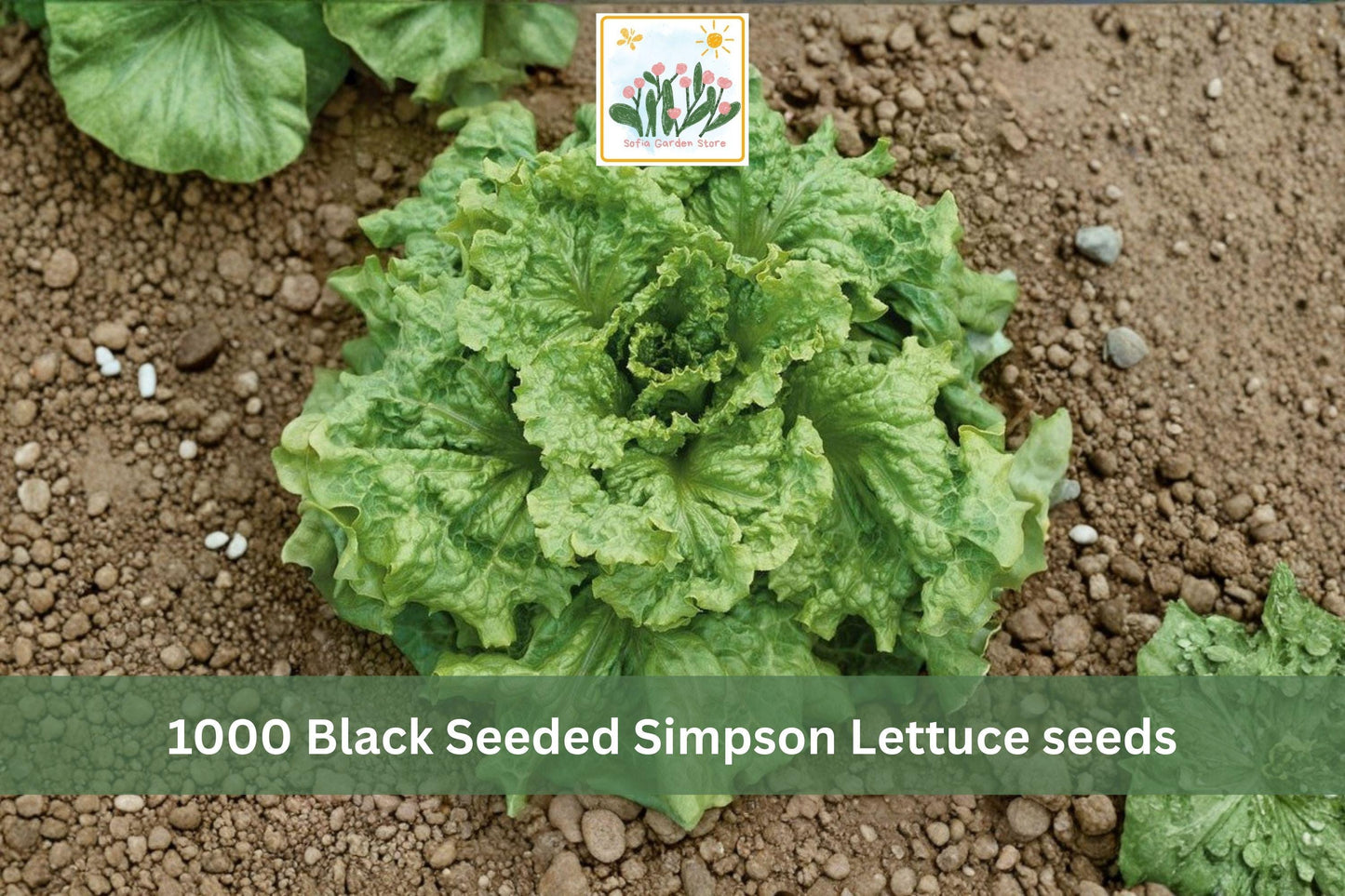 Black Seeded Simpson Lettuce Seeds 1000pcs – Heirloom Loose Leaf Vegetable for Garden, Container & Raised Bed Planting, Lactuca sativa