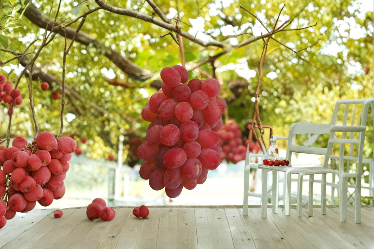 Kaiji Grape Live Plant – Vitis vinifera, Fruiting Vine, 1-2 FT, Table Grape, Climbing Vine for Garden or Vineyard