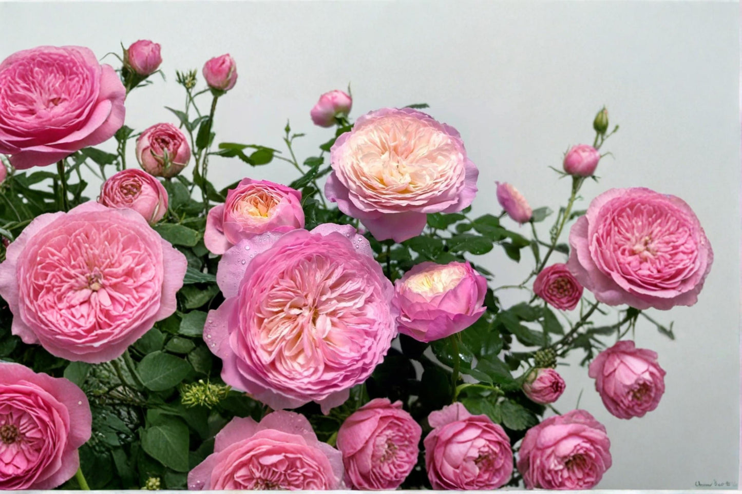 Constance Spry Rose Seeds, Flowering Garden Plant, Rosa spp., 8 Seeds for Cultivation and Breeding