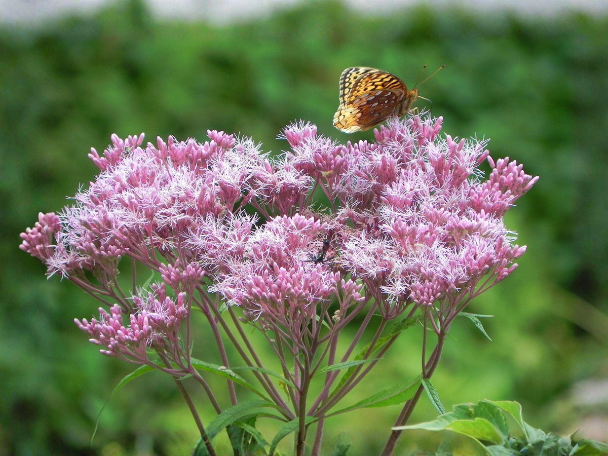 Eutrochium maculatum Seeds | Joe Pye Weed Heirloom Non-GMO Wildflower Seeds for Pollinator & Native Gardens