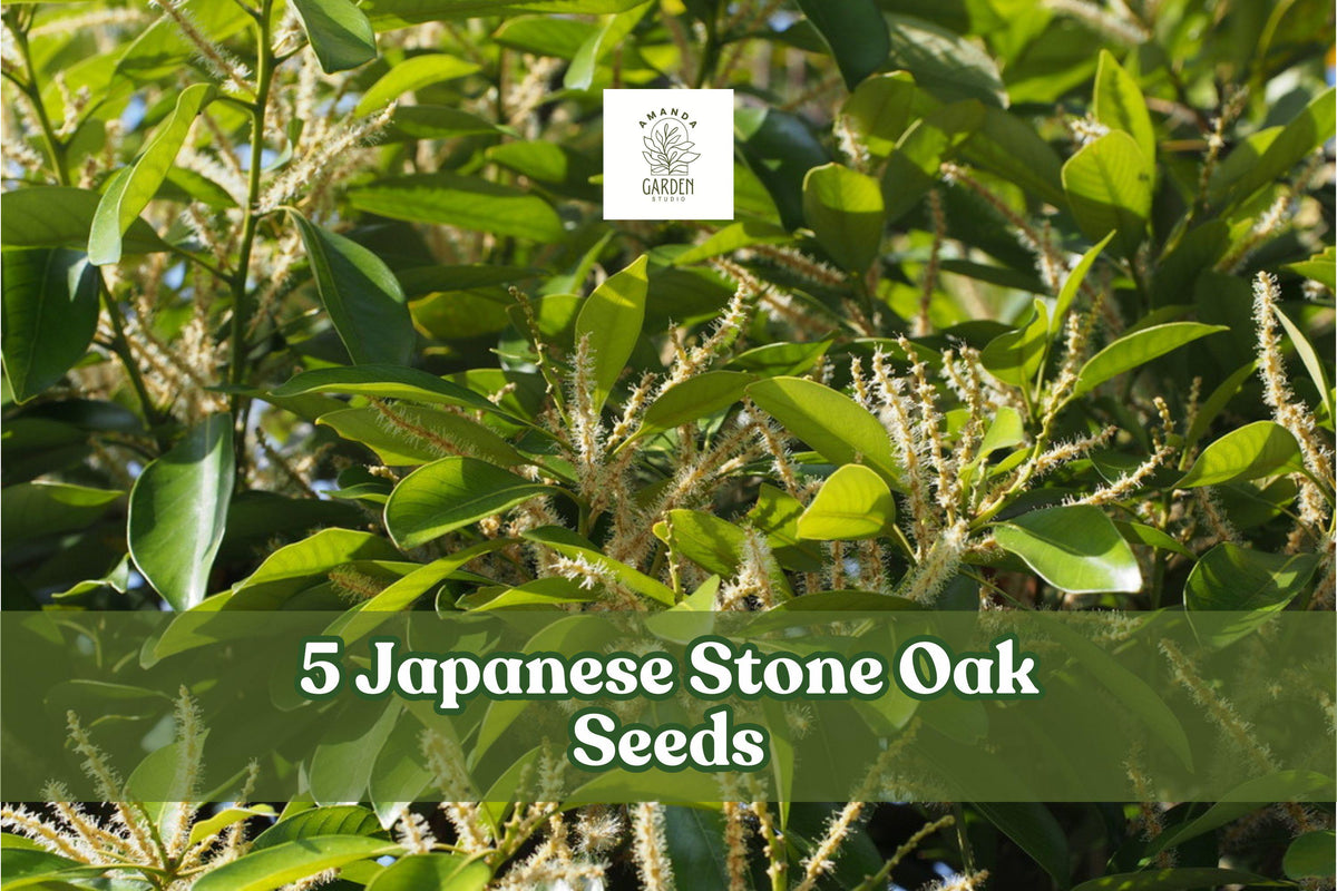 Japanese Stone Oak Seeds – Lithocarpus edulis Evergreen Ornamental Tree for Garden Landscaping