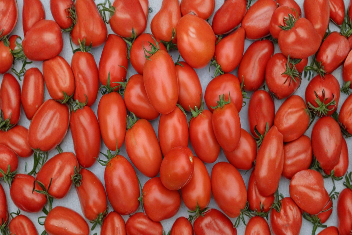 Heirloom Roma Tomato Seeds | Italian Paste Variety for Sauce, Canning & Cooking | Non-GMO Vegetable Garden Seeds (120+ Seeds)