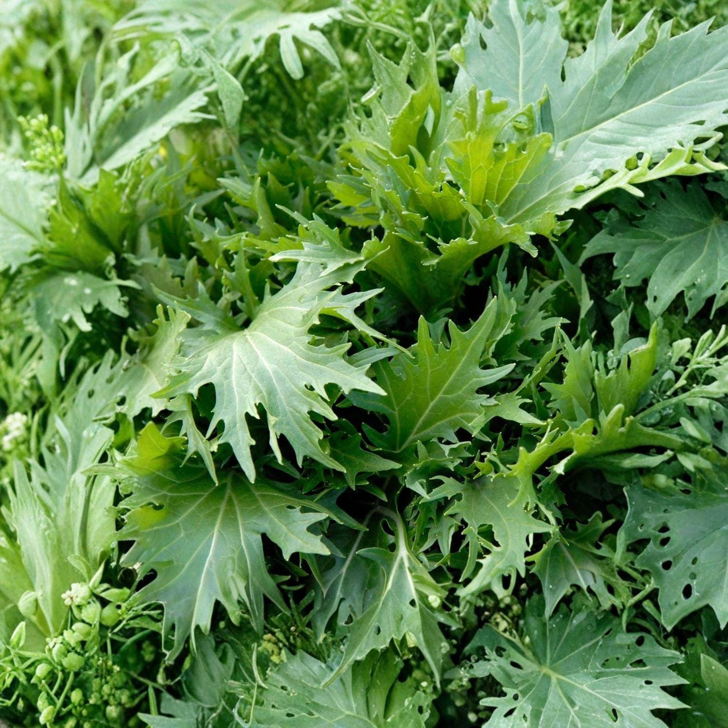 Mizuna Seeds, Japanese Mustard Greens, Brassica rapa, Cool-Season Asian Leafy Vegetable, 150 Seeds