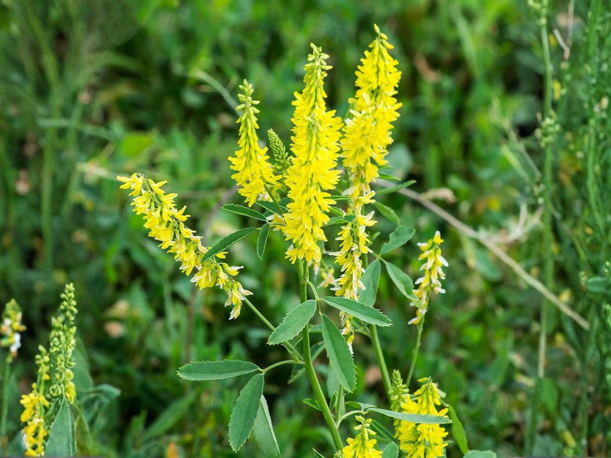 Yellow Blossom Sweet Clover Seeds Organic Non-GMO Heirloom Melilotus officinalis for Flower Garden Planting